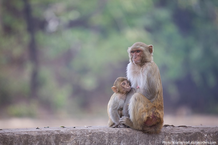 rhesus macaques mother and young