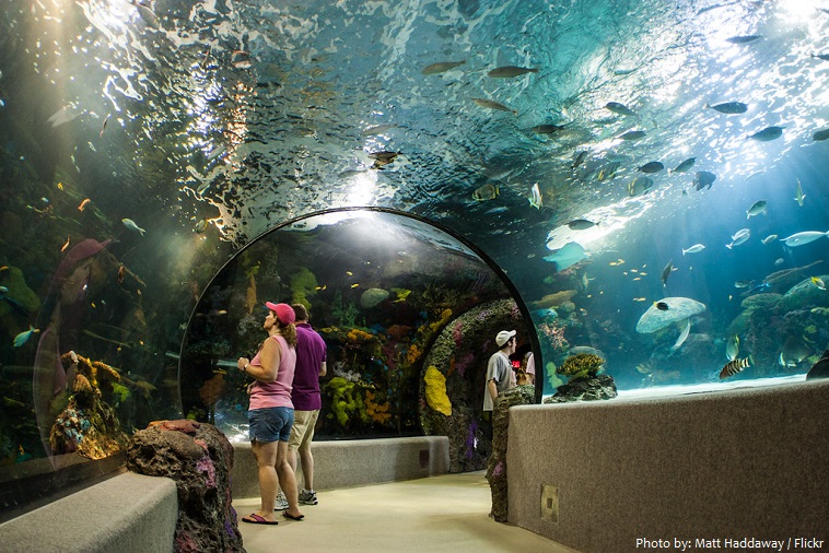virginia aquarium & marine science center