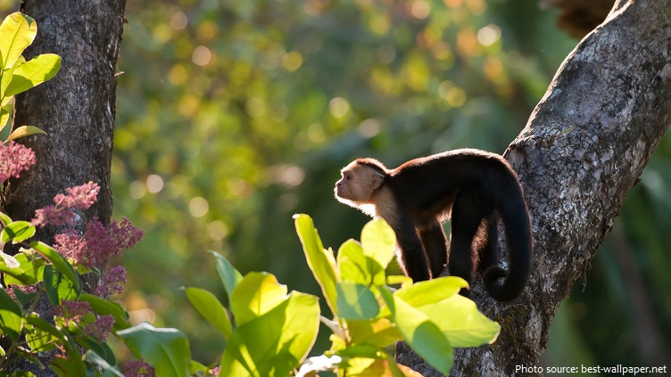 capuchin-monkey-3