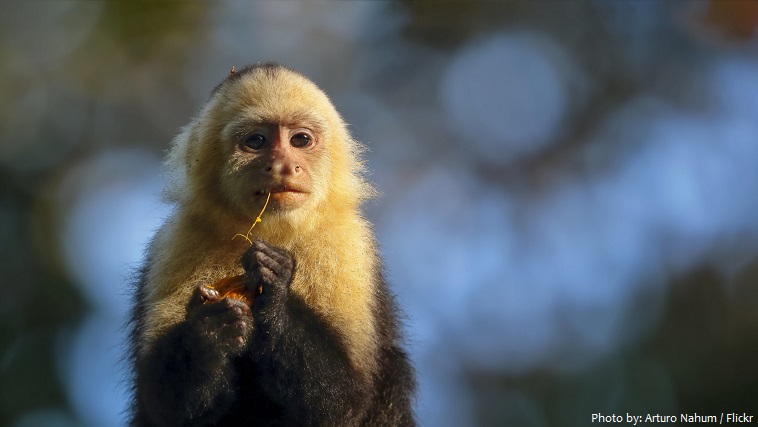 capuchin monkey eating