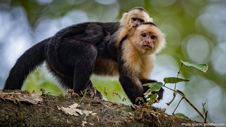capuchin monkeys mother and cub