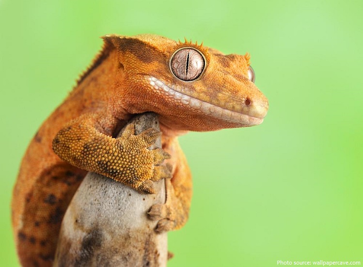 crested-gecko-3