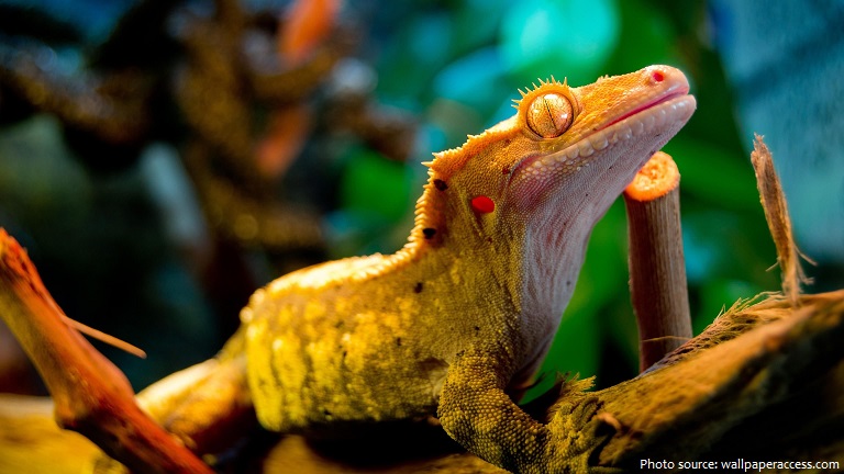 crested-gecko-4