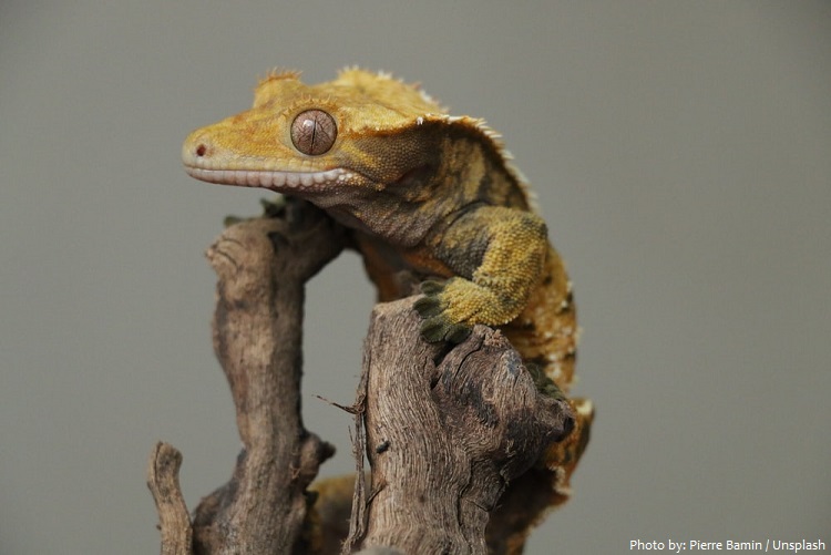 crested-gecko-6