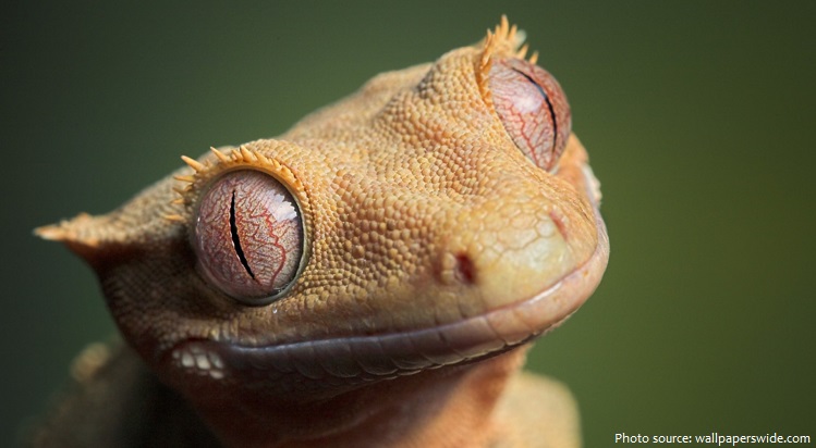 crested-gecko-7