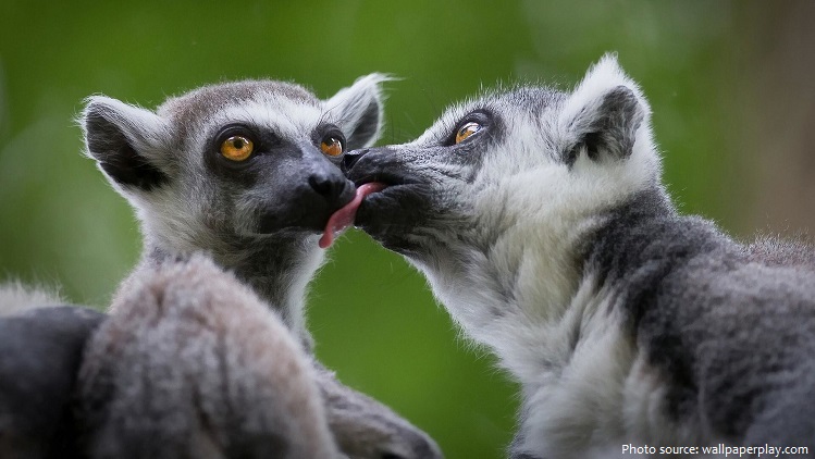 ring-tailed-lemurs-2
