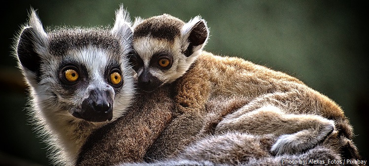 ring-tailed-lemurs-5