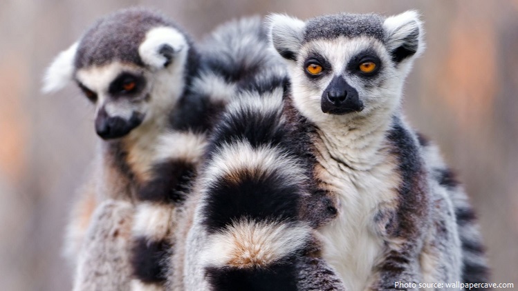 ring-tailed-lemurs-6