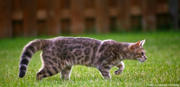 spotted tabby