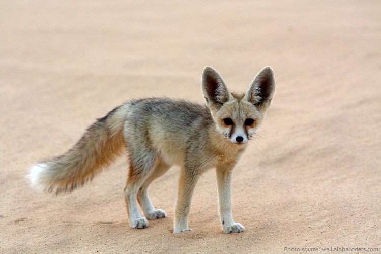 arabian desert fox
