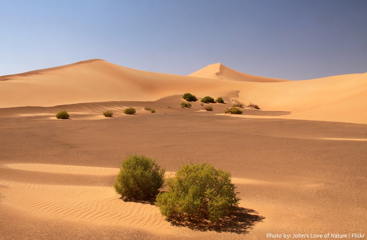 arabian desert plants