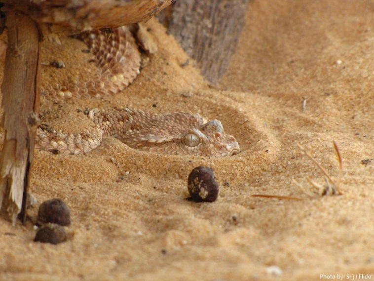 arabian desert snake