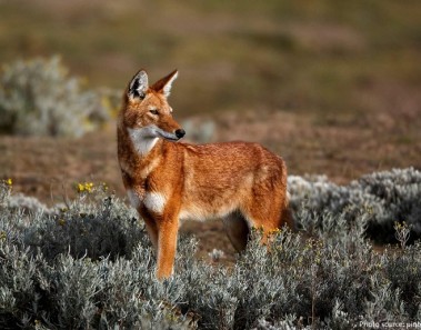 Interesting facts about Ethiopian wolves