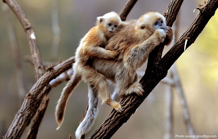 gibbon mother and cub
