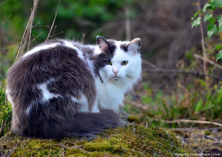 norwegian-forest-cat-5