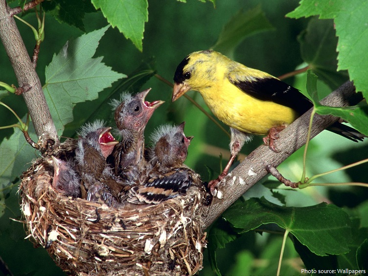 american goldfinch nest chicks