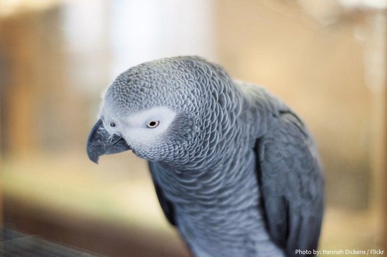 grey-parrot-3