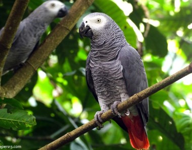 Interesting facts about grey parrots