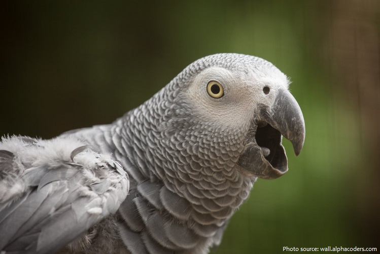 grey-parrot-5