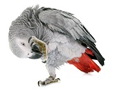 grey-parrot-7