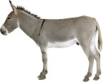 donkey-11