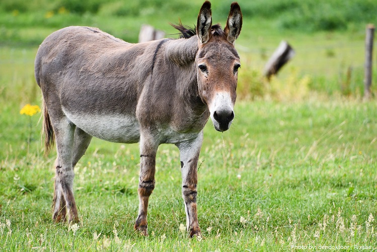 donkey-5