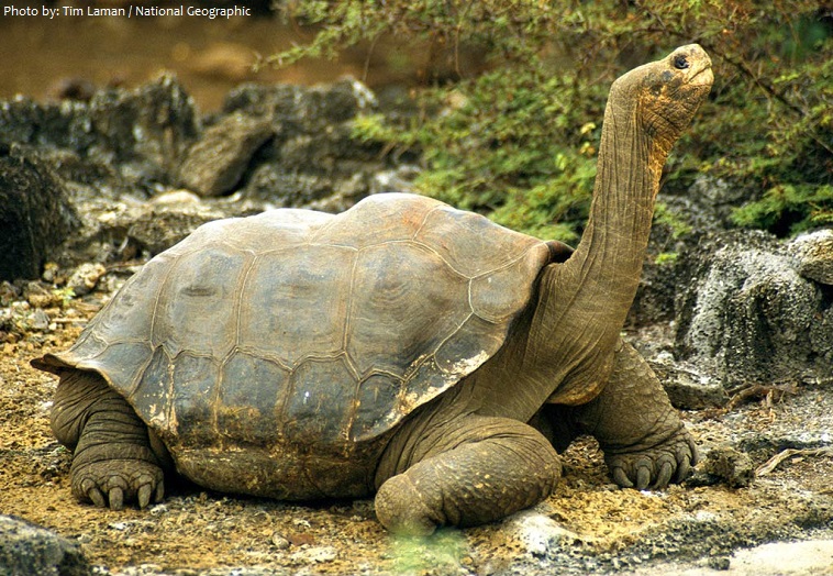 giant-tortoise-2