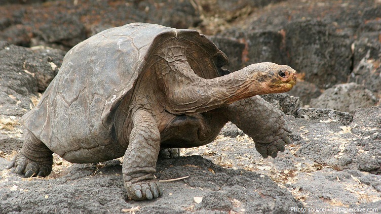giant-tortoise-5