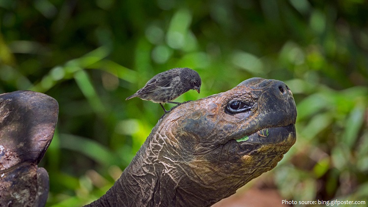 giant-tortoise-6
