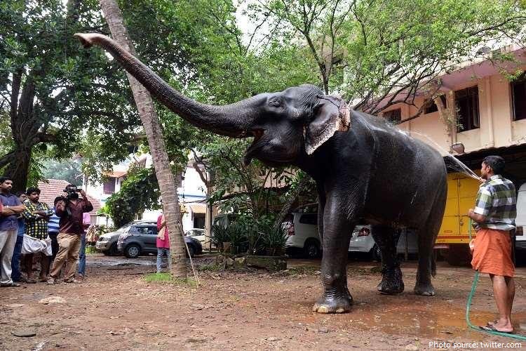 oldest elephant ever dakshayani