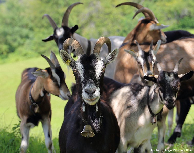 goats-2