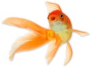 goldfish-8