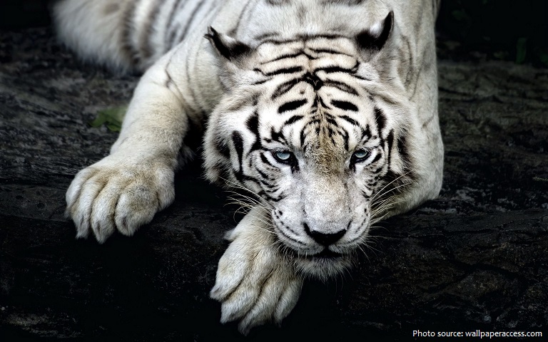 white-tiger-3