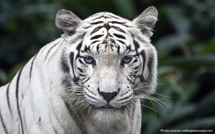 white-tiger-4