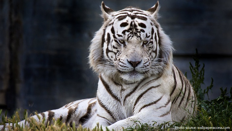 white-tiger-6