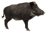 wild-boar-9