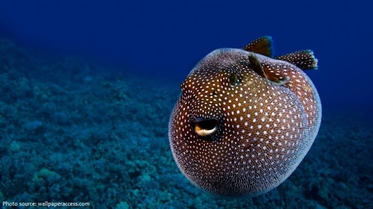 Interesting facts about pufferfish | Just Fun Facts