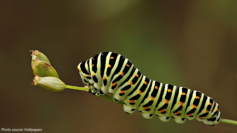 Interesting facts about caterpillars | Just Fun Facts