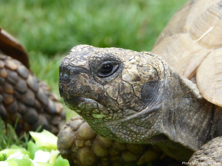 Interesting facts about tortoises | Just Fun Facts