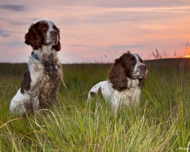 Interesting facts about English Springer Spaniels