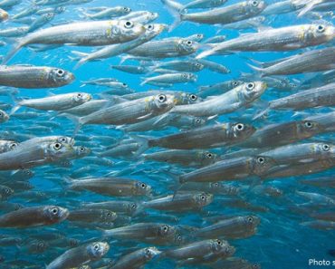 Interesting facts about sardines