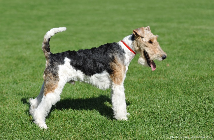 Interesting facts about Fox Terriers | Just Fun Facts